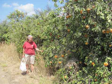 Fruit