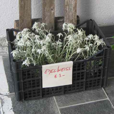 edelweiss