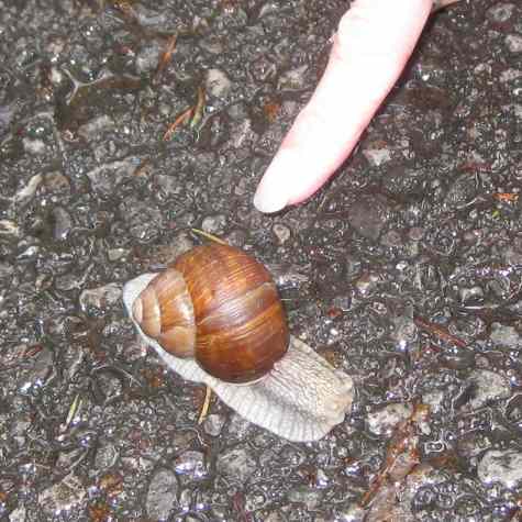 snail