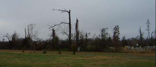 Line of broken trees