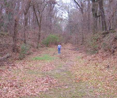 The old natchez trace