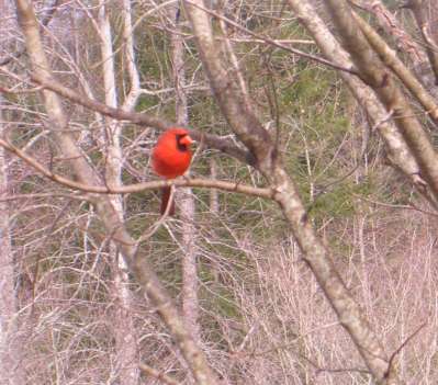 Cardinal in tree