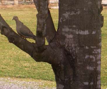 Mourning dove in tree