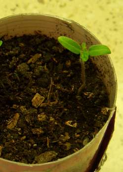 Linda's tomato seedling at 2 weeks