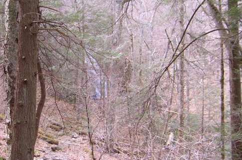 First glimpse of the falls through the trees