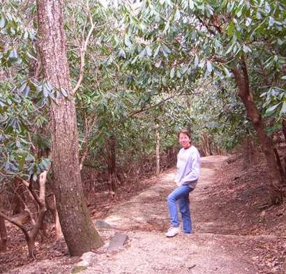 An evergreen canopy on the trail to the falls