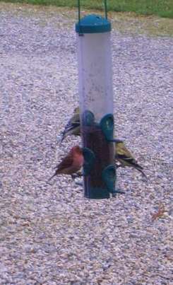 Our first purple finch though the window of the coach