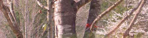 Finch and Cardinal, pretty birds, all in a row