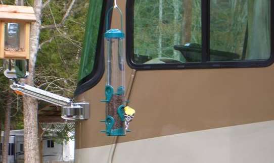 A brave bright yellow finch at the feeder