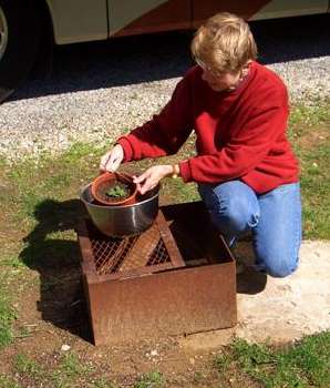 One very well cared for tomato plant