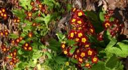 The primroses by the bath house are blooming