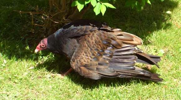 Turkey buzzard at the park nature center