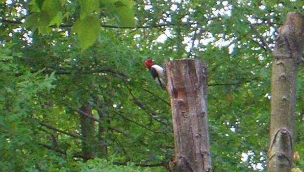 Woodpecker