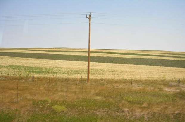 The State Tree is the utility pole, the State Shrub is the fence post