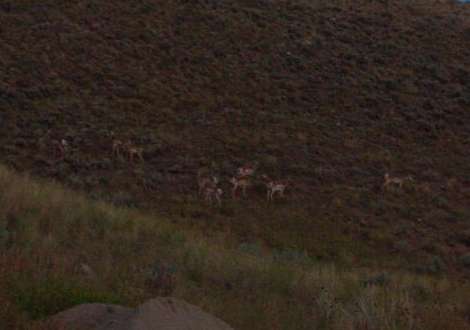 If you have good eyes you can see Pronghorn antelope