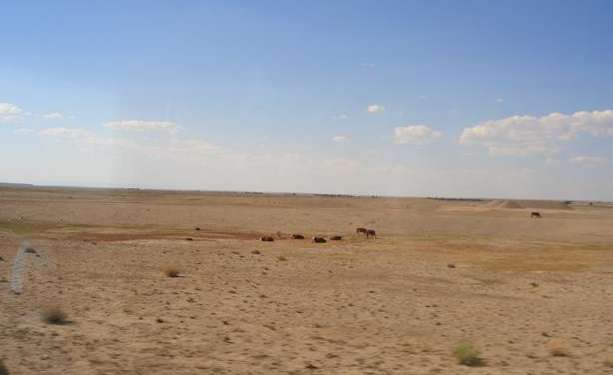 Those aren't prairie dogs, those are cattle