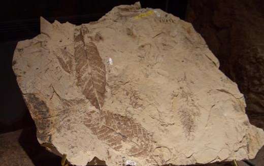 Hard to believe they are millions of years old