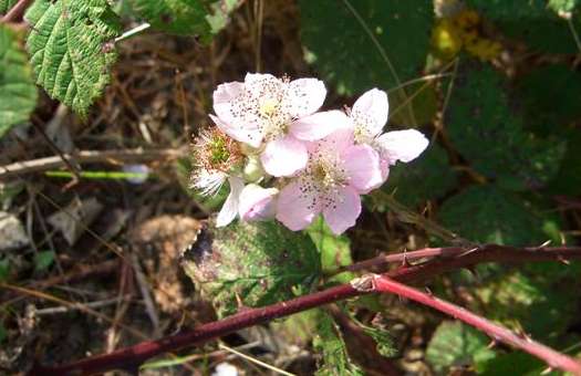 Berries