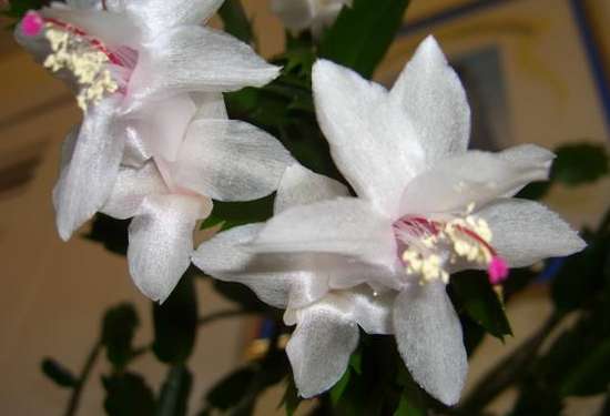 Christmas Cactus
