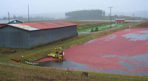 Cranberry harvester