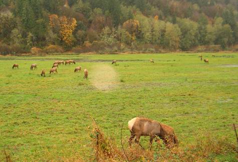 Elk