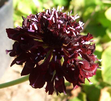 Scabosia