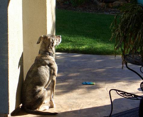 Basking in the sun