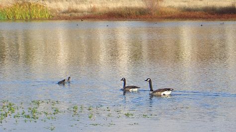 Ducks and geese