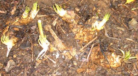 Horseradish in the wild