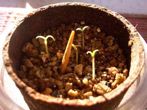 Tomato sprouts