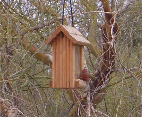One nasty finch