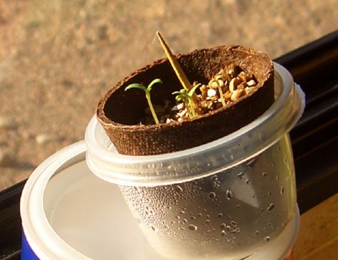 From tiny seeds grow tiny tomatoes