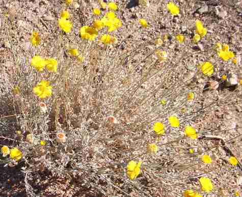 Yellow plant