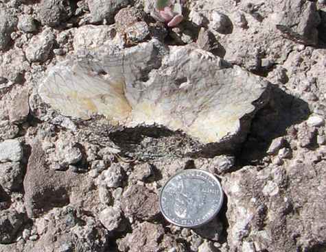 Signs of a 200 million year old fight to the death
