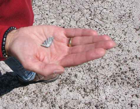 Fossils are everywhere, you just have to know where to look