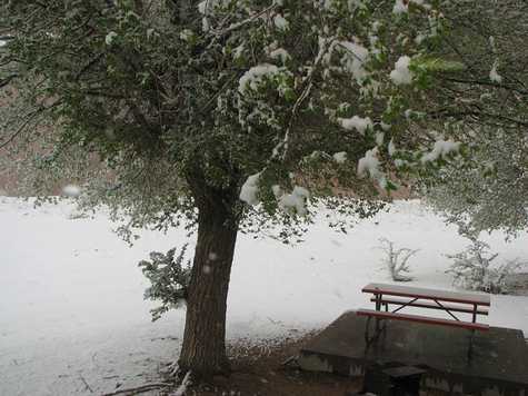 Showy, snowy surprise