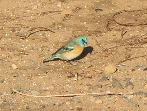 What kind of bird am I?