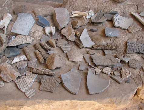 700 year old corn cobs