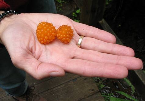 Model holding Salmonberries