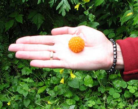Large Salmonberry