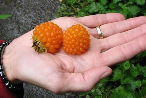 Mammoth Salmonberries