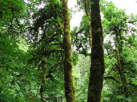 Mossy trees