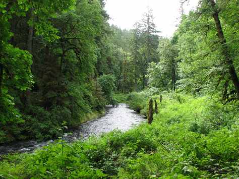 Oregon scene