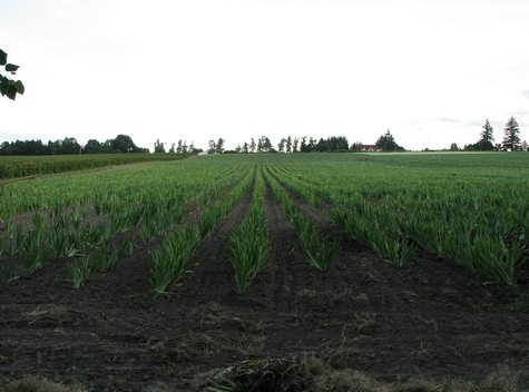 Iris fields forever
