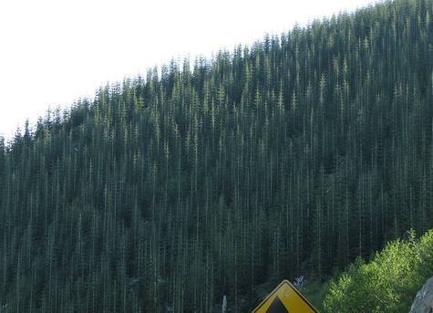 Fuzzy firs