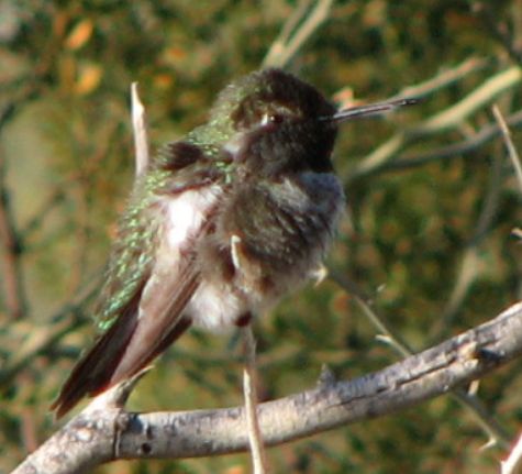 Hummingbird