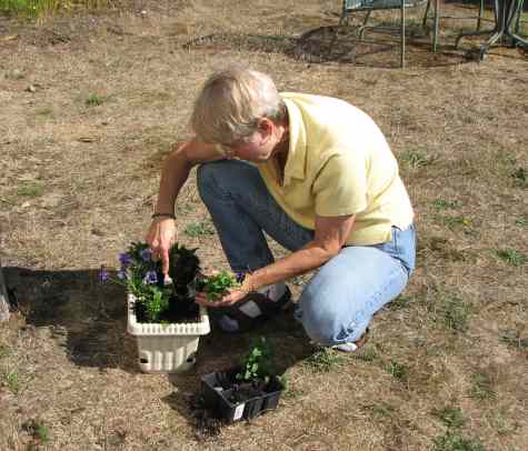 Planting by the bay