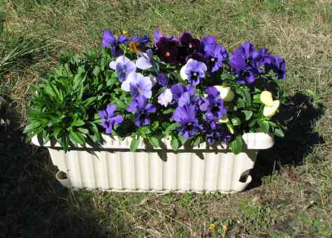 Pot of Pansies