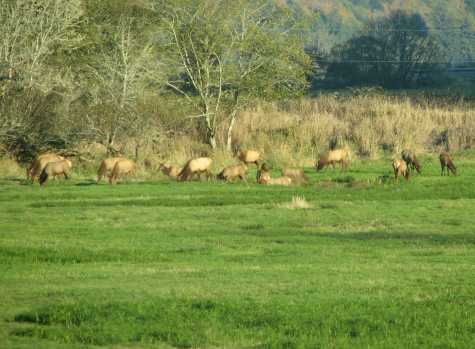 Elk