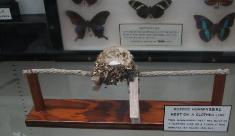 Not just a bird nest